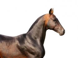 Natural Horse Supplements Provide an Alternative to Synthetic Pharmaceuticals