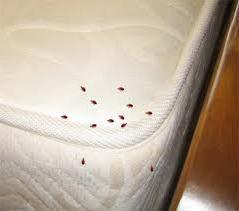 Find Bed Bugs-Prochem Pest Solutions new Canine Detection division