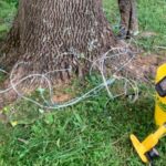 Cultivating Vitality in Salt Lake City’s Urban Canopy