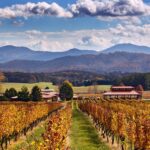 Mountain Cove Vineyards: Exploring the Legacy of Virginia’s Oldest Winery